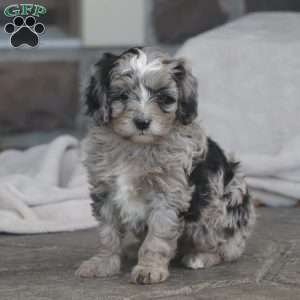 Kody – F1b, Cavapoo Puppy